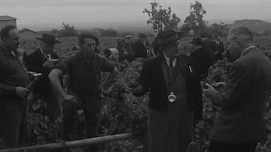 Vendanges dans le Beaujolais en 1973