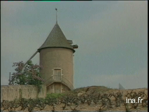 Vendanges dans le Beaujolais en 1973