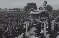 Vendanges dans le Beaujolais en 1973