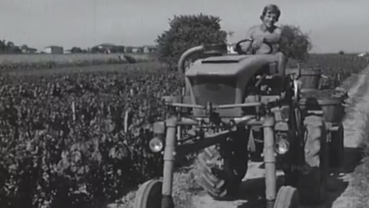 Vendanges-Beaujolais-1973