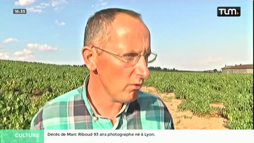 Après la grêle, les vendanges se préparent (TLM)