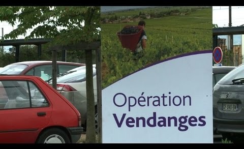 Dans le Beaujolais, les vendangeurs de "la dernière minute"