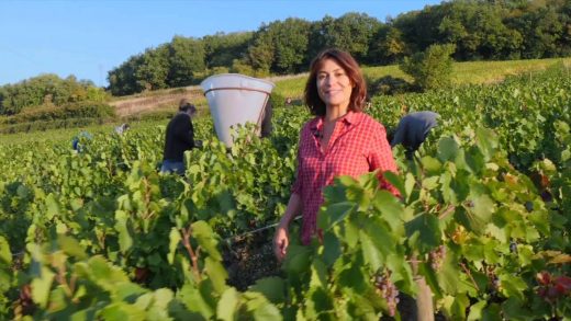 Instant Beaujolais – Les vendanges