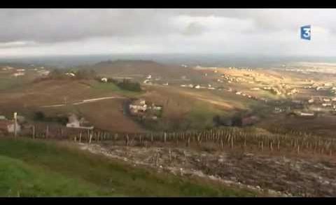 Les crus du Beaujolais veulent leur indépendance – France 3 Bourgogne