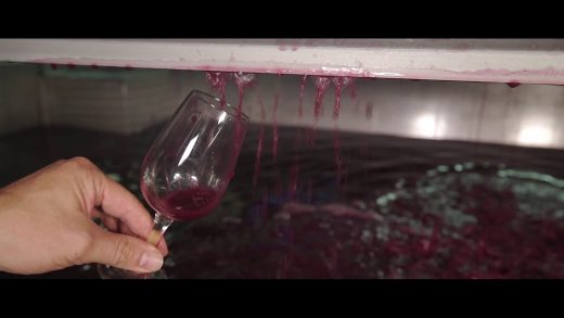 Vinification du Beaujolais Nouveau 2016 – Une course contre la montre