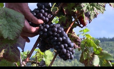 Beaujolais : le gite et le couvert, essentiels pour le vendangeur - Reportage AFP