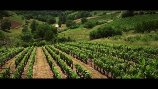 Beaujolais Nouveaux - Les artisans du vin