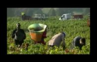 Vendanges en Beaujolais au Domaine Geoffray