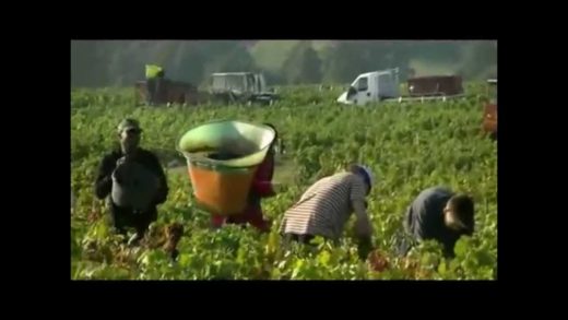 Vendanges en Beaujolais au Domaine Geoffray